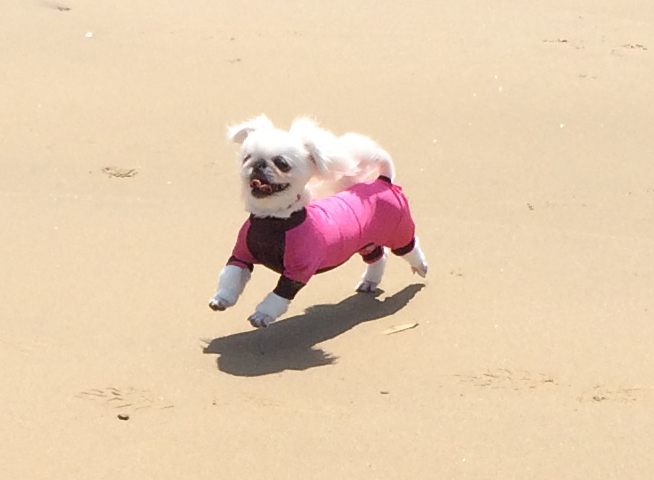 海で犬と遊ぶ　ペキニーズ　砂浜